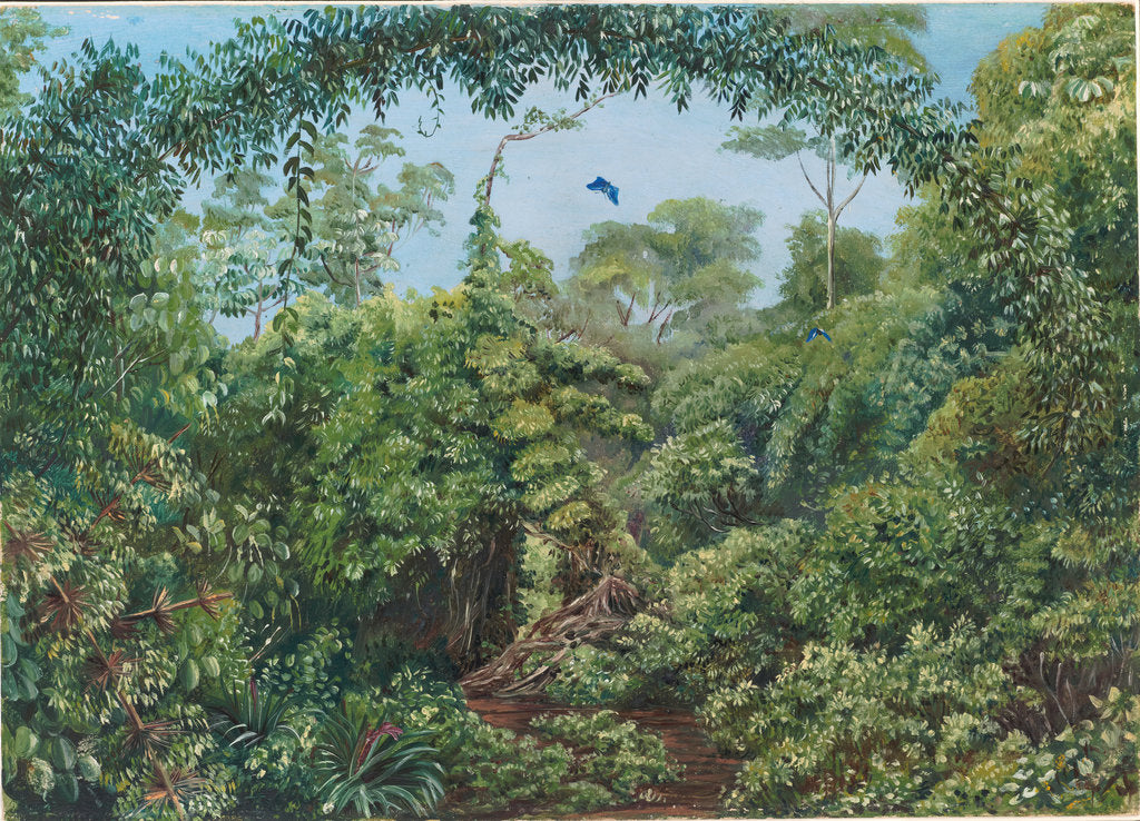 82. Butterflies' Road through Gongo forest, Brazil,1880 by Marianne North