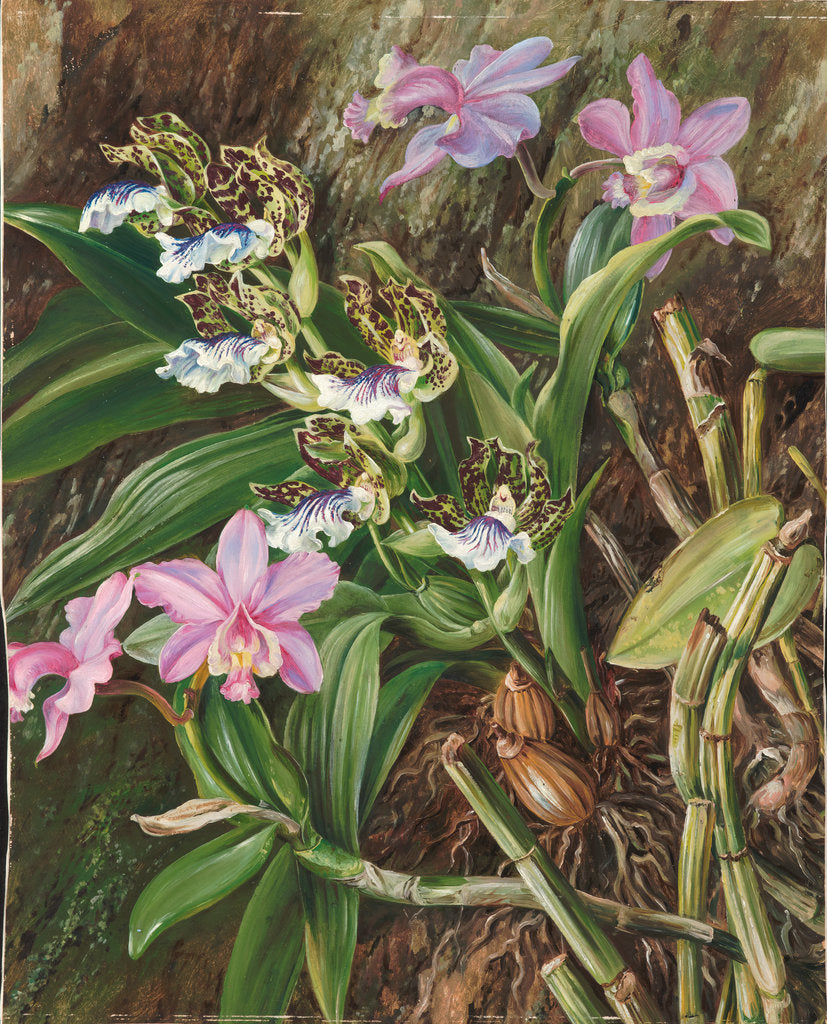 Detail of 84. Brazilian orchids, 1880 by Marianne North