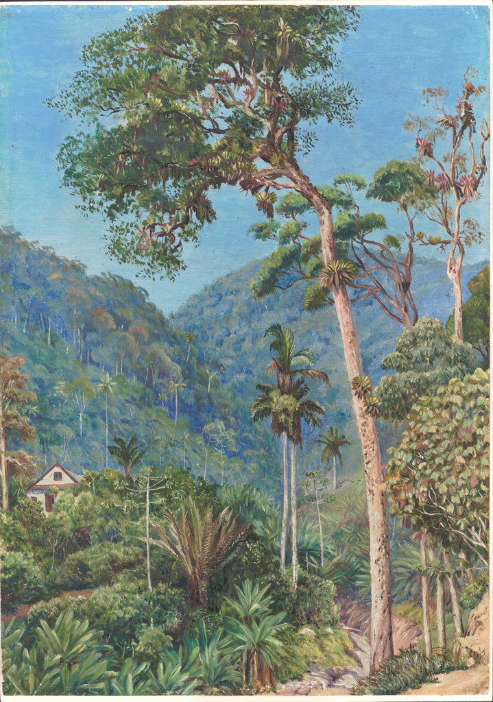 Detail of 90. Glimpse of Mr. Weilhorn's house at Petropolis, Brazil, 1880 by Marianne North