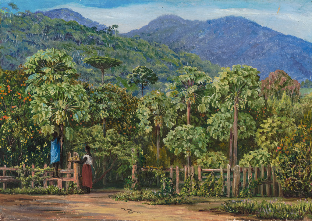 Detail of 91. Papaw trees at Gongo, Brazil, 1880 by Marianne North
