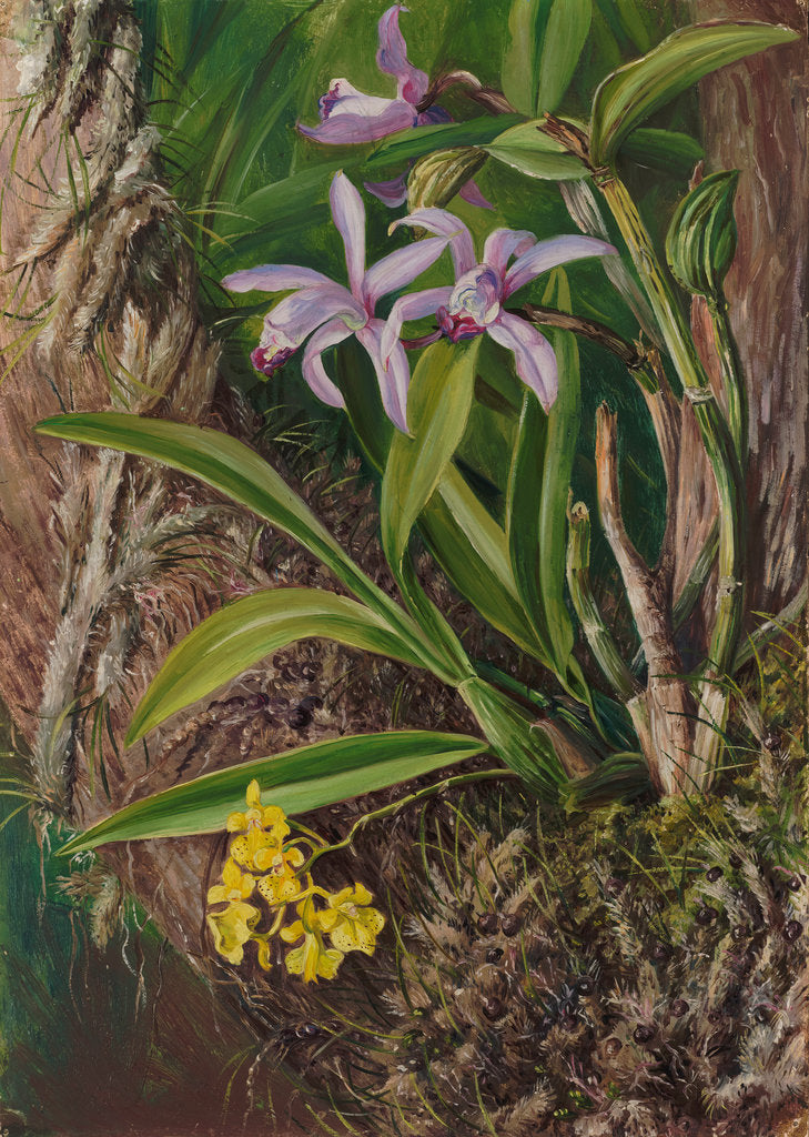 Detail of 93. Brazilian orchids and other epiphytes, 1880 by Marianne North