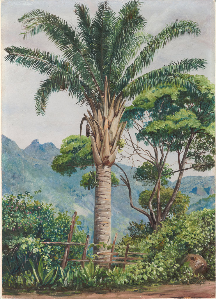 94. Oil palm at Tijuca, Brazil, 1880 by Marianne North