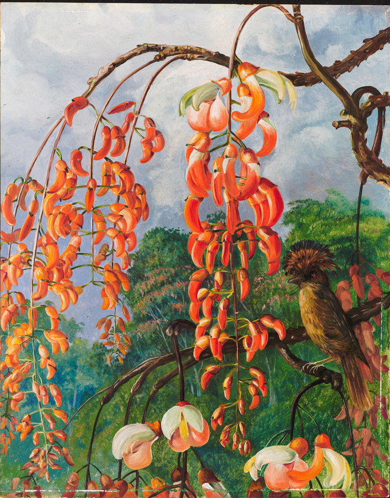 Detail of 98. Flowers of a coral tree and king of the flycatchers, Brazil, 1880 by Marianne North