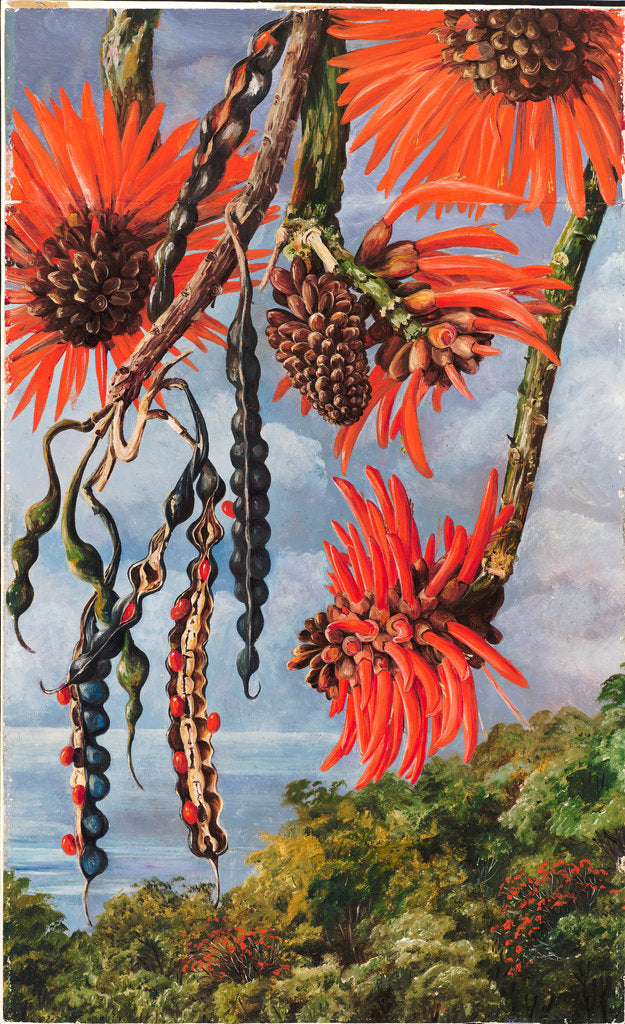 Detail of 100. Flowers of another kind of coral tree, 1880 by Marianne North