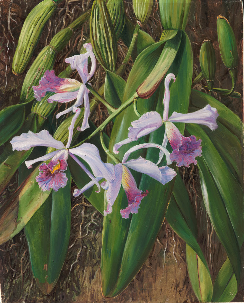 Detail of 102. A Brazilian orchid, 1873 by Marianne North