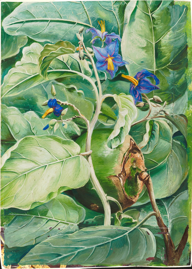 Detail of 103. Foliage, flowers, and fruit of poma de lupa, Brazil, 1873 by Marianne North