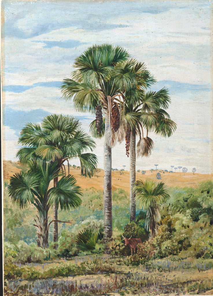 105. Buriti palms with old Araucaria trees on the distant ridge, Brazil, 1873 by Marianne North