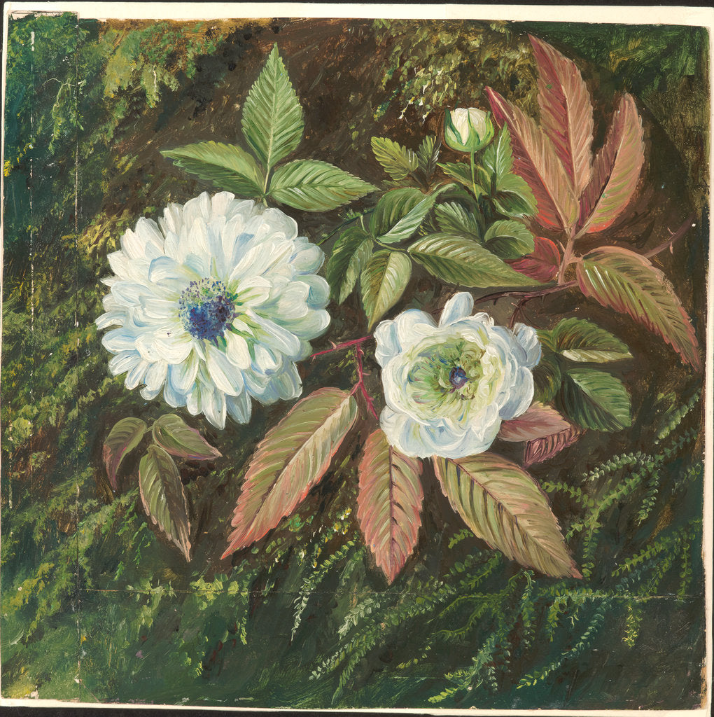 Detail of 109. Foliage and Double Flowers of the Sandal-wood Bramble, 1872 by Marianne North