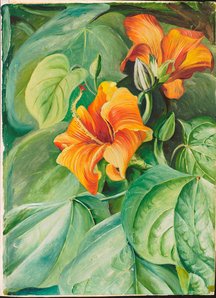 Detail of 118. Foliage and flowers of the mahoe, Jamaica, 1872 by Marianne North