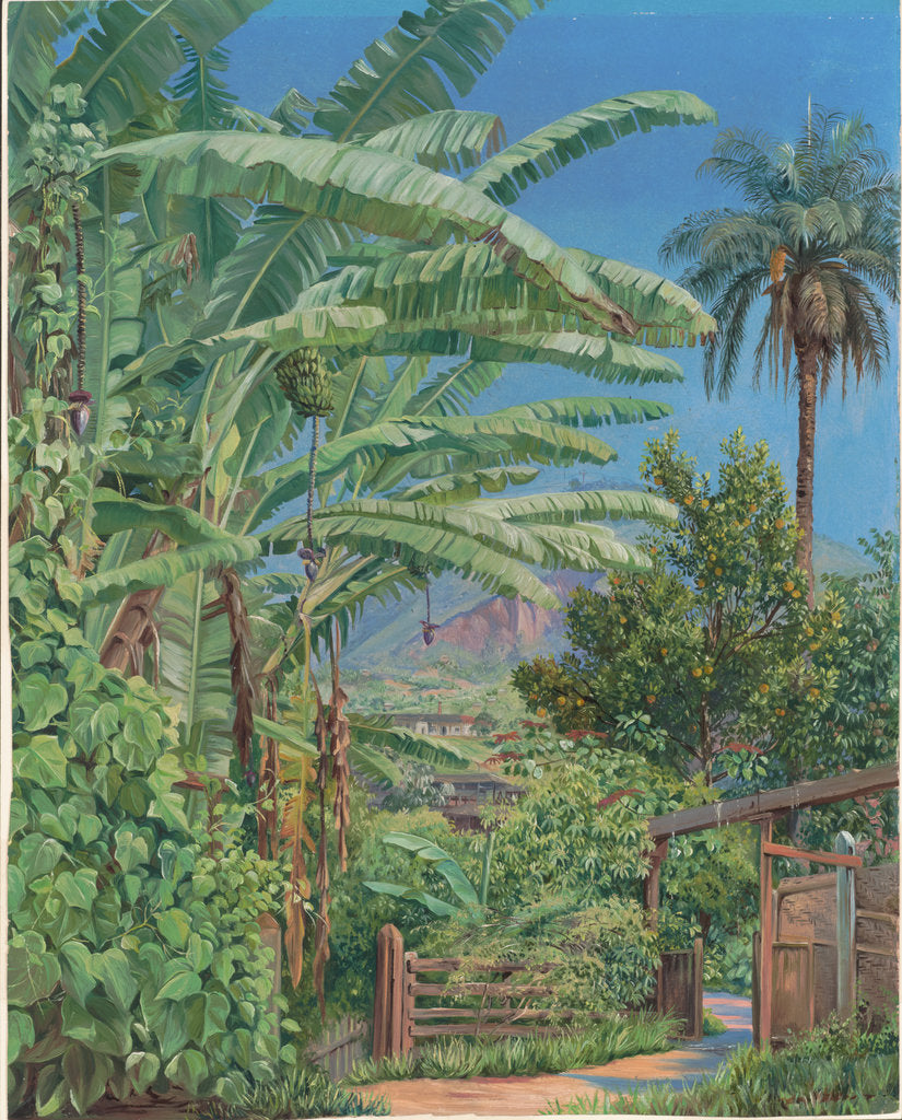Detail of 120. Bananas and orange trees, a palm and a bush of noche buena in a garden at Morro Velho, Brazil, 1873 by Marianne North