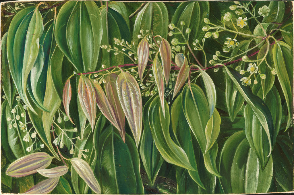 Detail of 127. Foliage and flowers of the cinnamon tree, 1872 by Marianne North