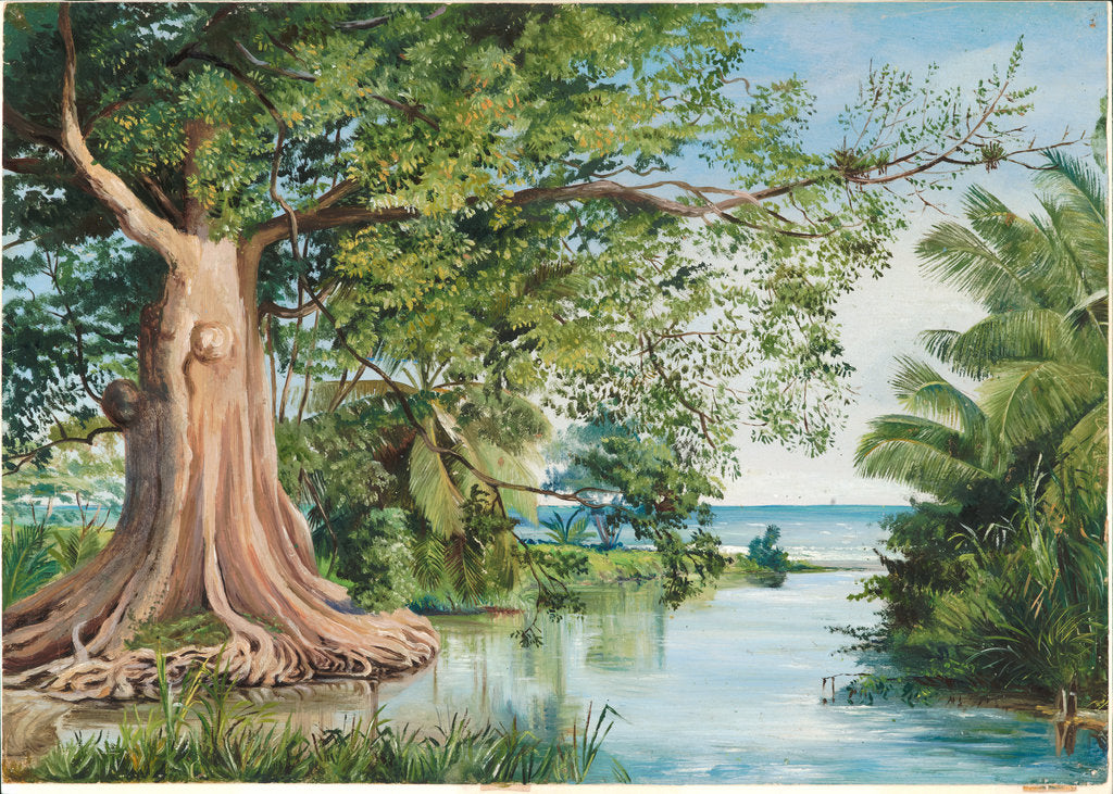 Detail of 129. An old cotton tree at the ford, Morant's Bay, Jamaica, 1872 by Marianne North