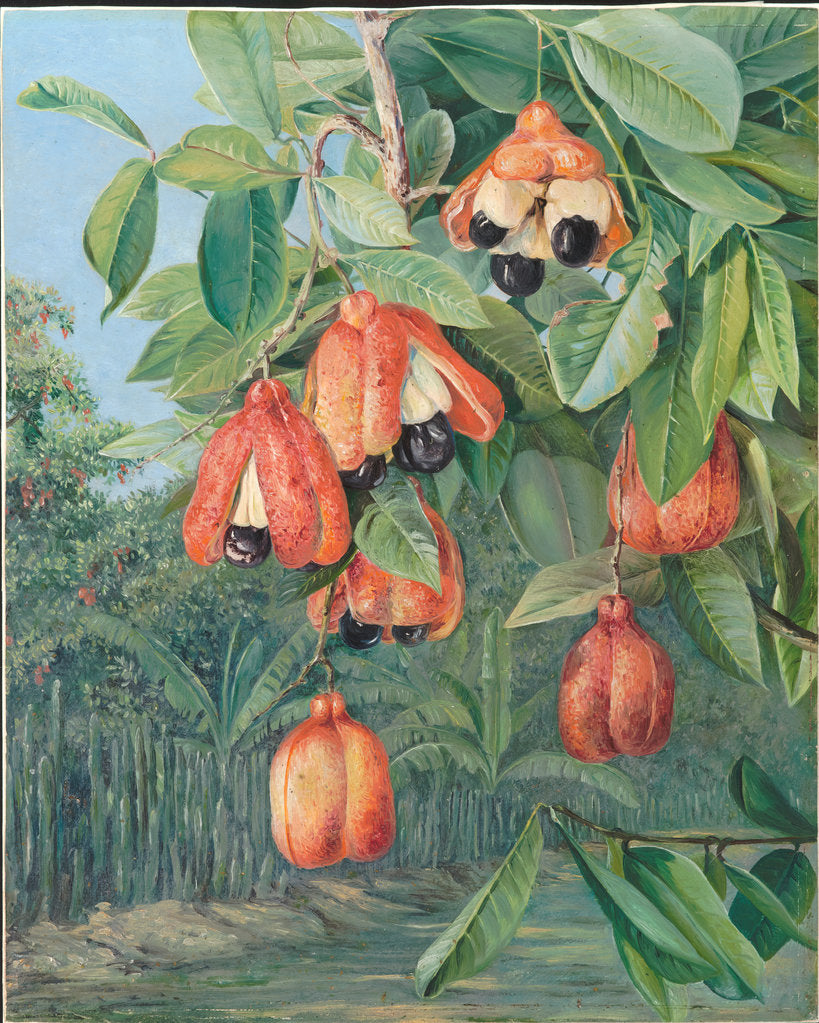 Detail of 137. Foliage and fruit of the akee, Jamaica, 1872 by Marianne North