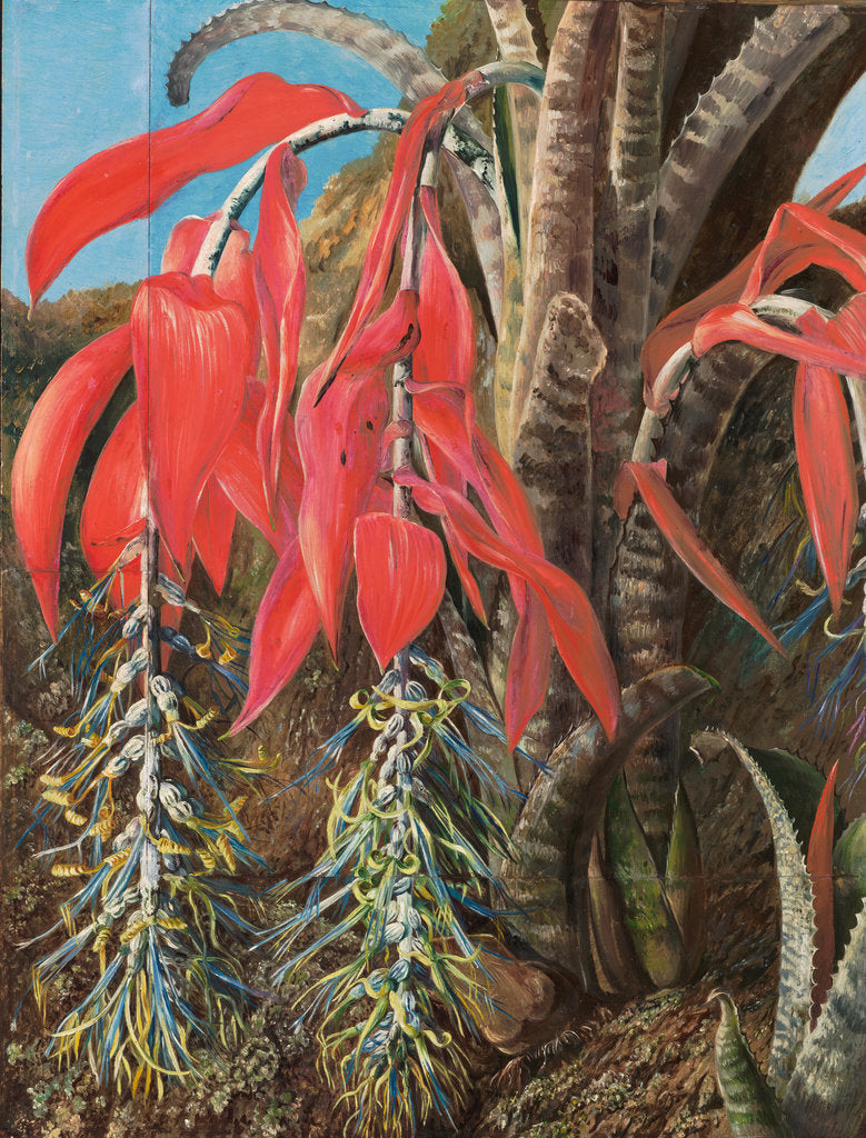 Detail of 139. A Brazilian epiphyte or air plant, 1873 by Marianne North