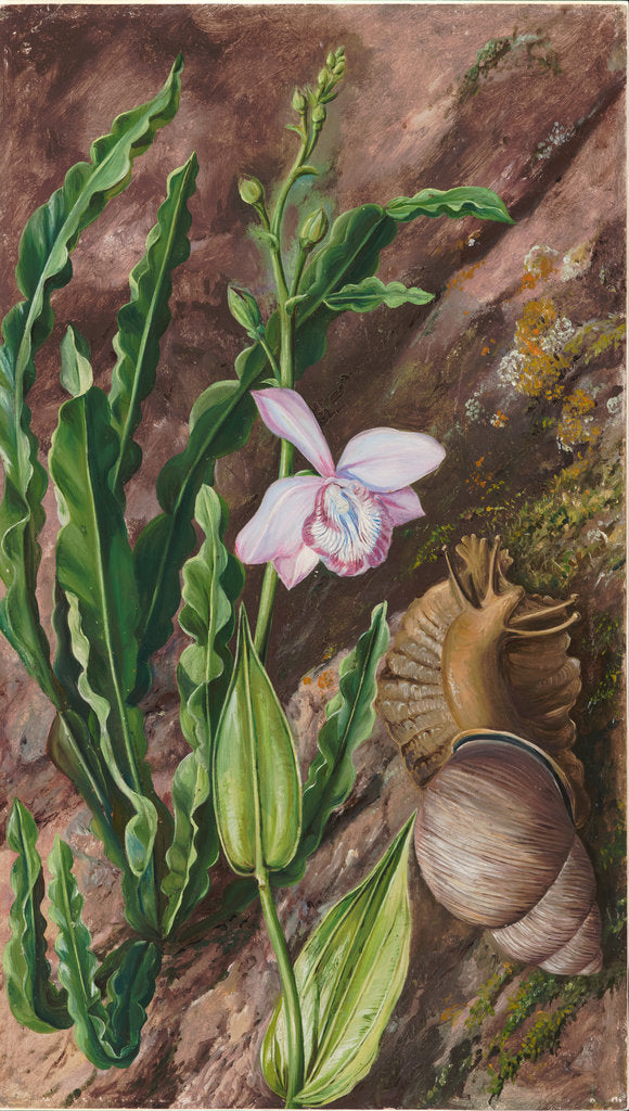 Detail of 142. Ground orchid, carqueja and giant snail, Brazil, 1873 by Marianne North
