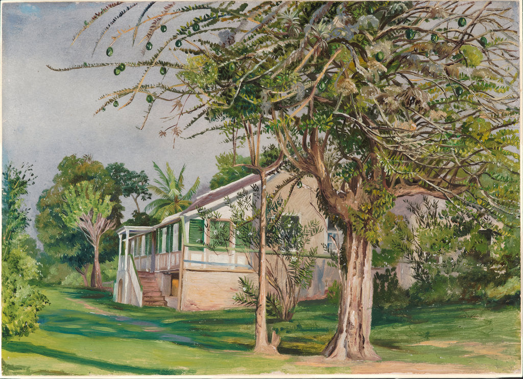 Detail of 144. Bermuda Mount, Jamaica, 1872. by Marianne North