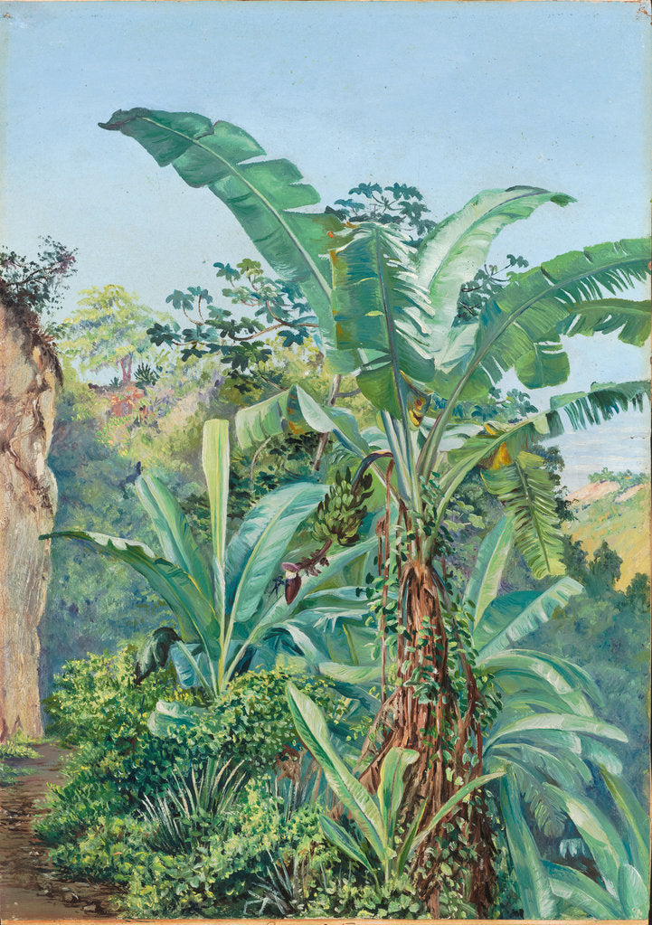 Detail of 145. Study of banana and trumpet tree, Jamaica, 1872 by Marianne North