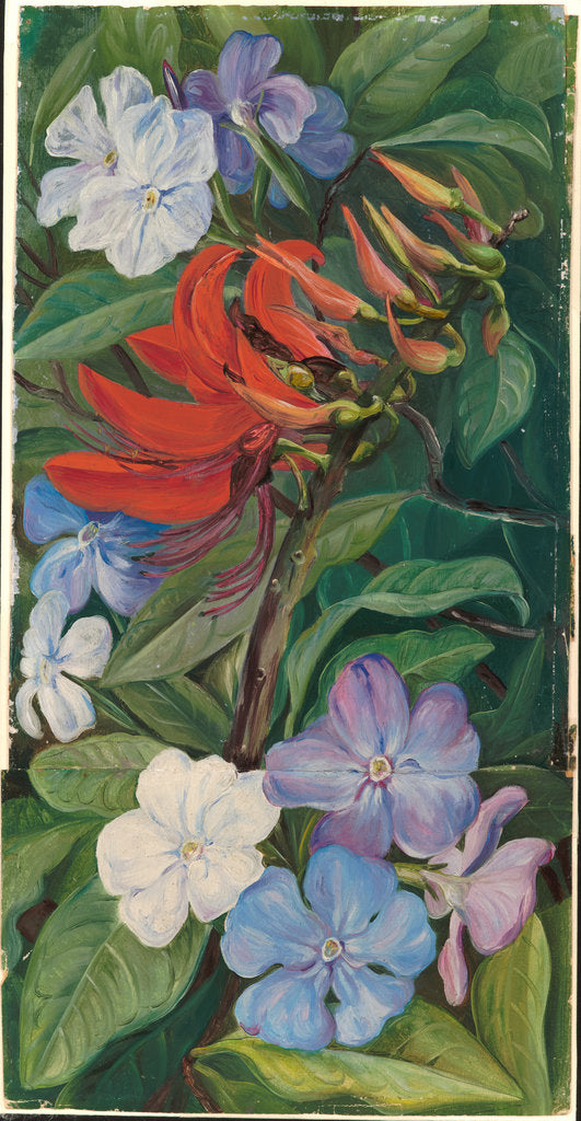 Detail of 151. Flowers of a Brazilian coral tree and vegetable mercury, 1873 by Marianne North