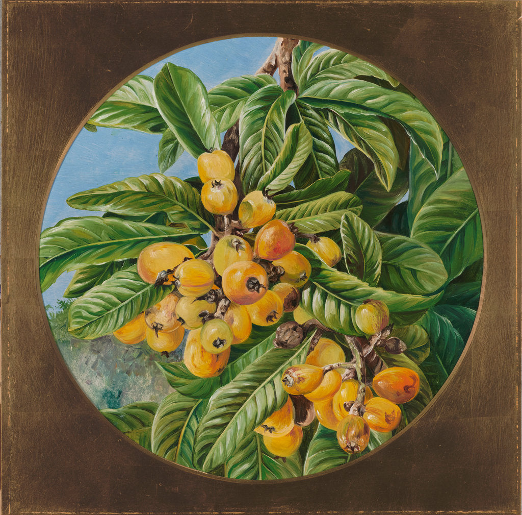 Detail of 155. Foliage and fruit of the loquat, or Japanese medlar, Brazil, 1873 by Marianne North