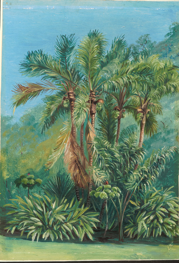 Detail of 159. Group of small palms, Rio Janeiro, Brazil, 1873 by Marianne North