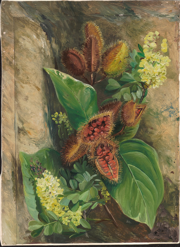 Detail of 160. Foliage and fruit of arnatto and foliage and flowers of logwood, Jamaica, 1872 by Marianne North
