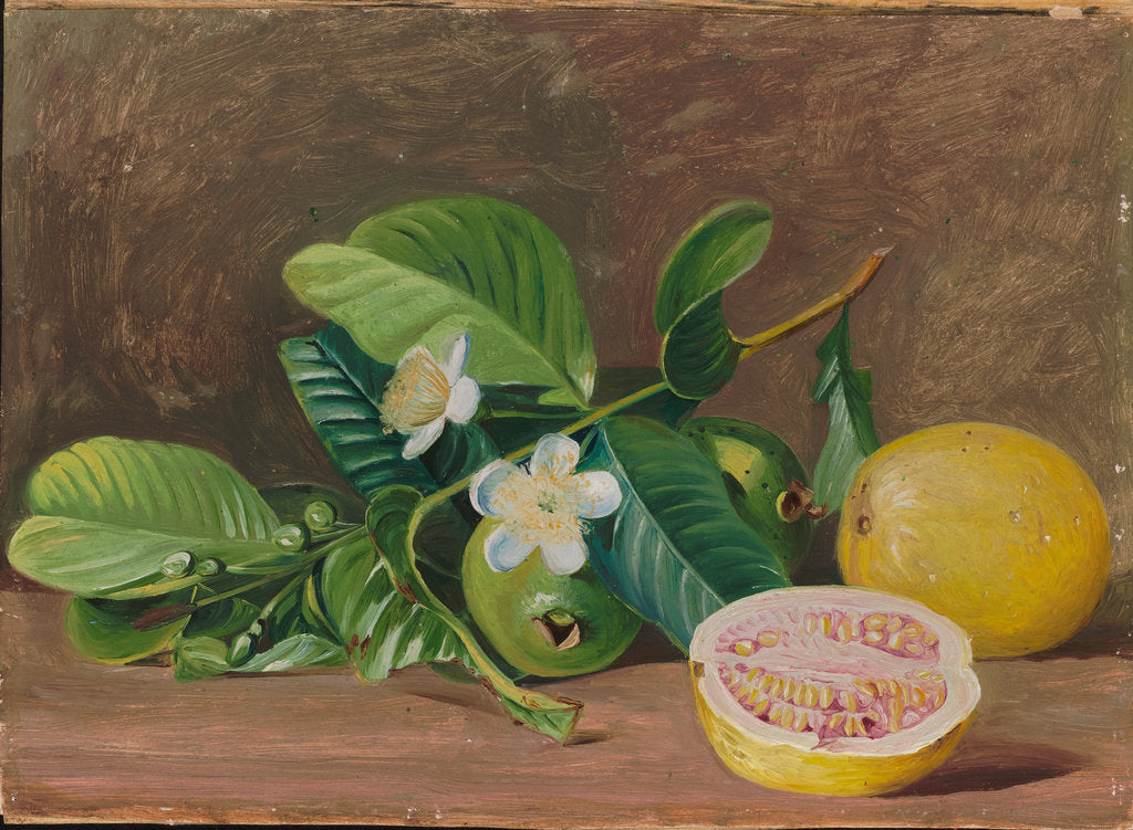 Detail of 162. Foliage, flowers, and fruit of a variety of guava, 1878 by Marianne North
