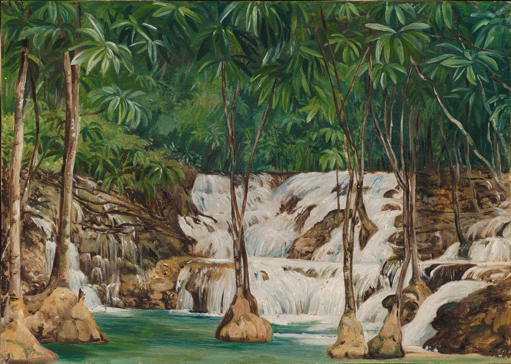 Detail of 166. One of the sources of the roaring river, Jamaica, 1872 by Marianne North