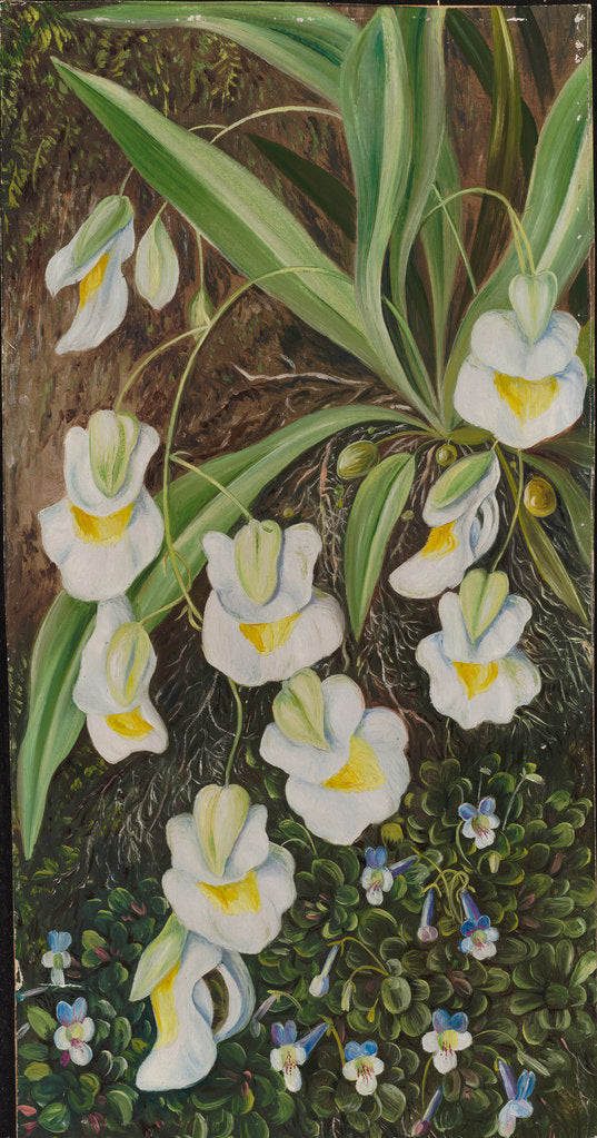 169. Two tropical American flowers, 1873 by Marianne North