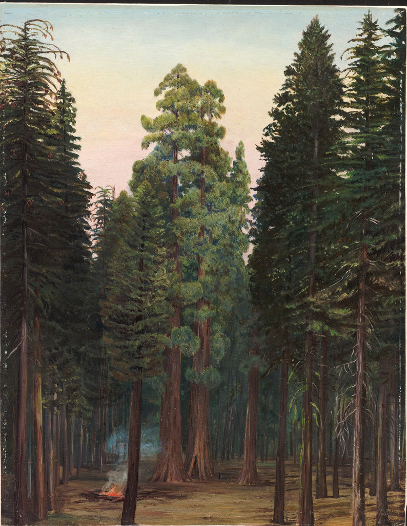 171. Looking into the Calaveras Grove of big trees, California, 1875 by Marianne North