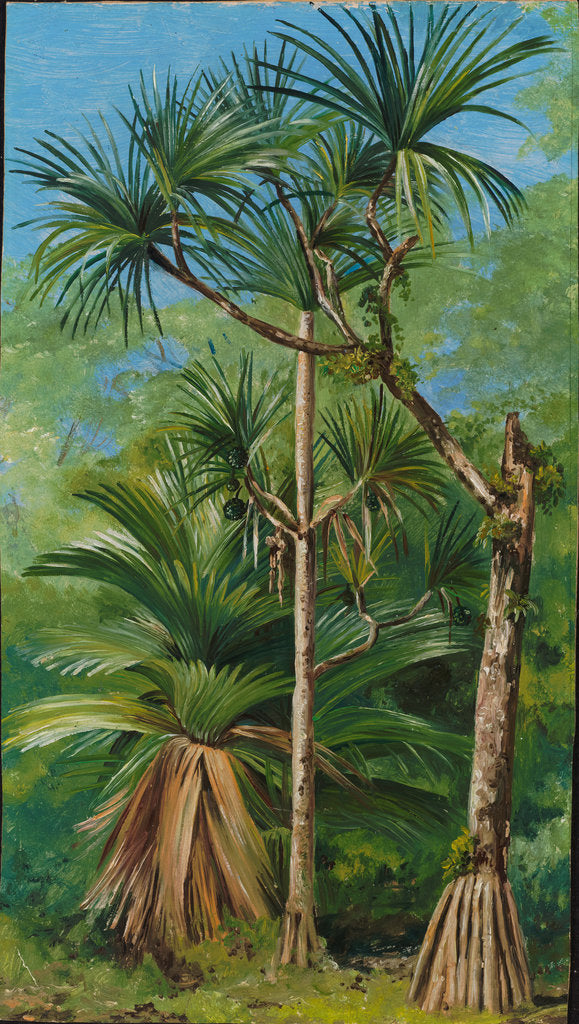 Detail of 175. Study of screw pine, 1870 by Marianne North