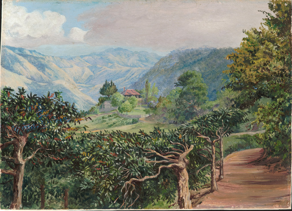 Detail of 177. Coffee plantation at Clifton Mount, and the Blue Mountains beyond Jamaica, 1872 by Marianne North