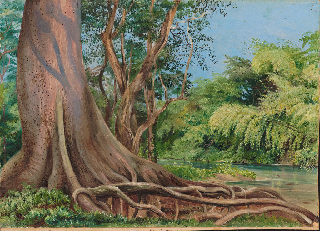 Detail of 178. Snake tree and bamboos, on Spanish River, Jamaica, 1872 by Marianne North