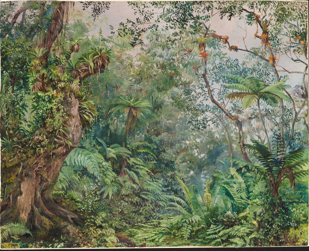 Detail of 179. View in the fernwalk, Jamaica, 1872 by Marianne North