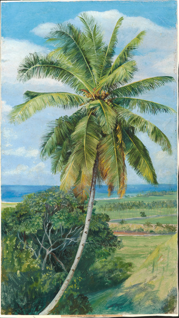 183. Study of cocoanut palm, 1870 by Marianne North