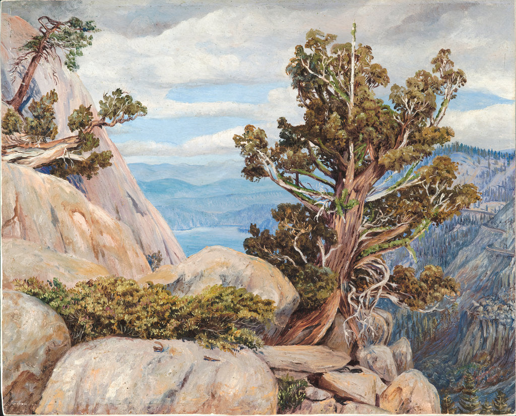 Detail of 188. Old cypress or juniper tree, Nevada mountains, California, 1875 by Marianne North