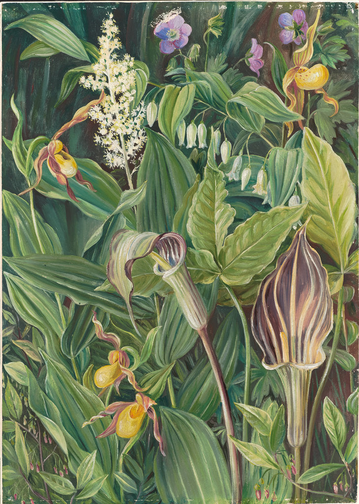 Detail of 192. Wild flowers from the neighbourhood of New York, 1871 by Marianne North