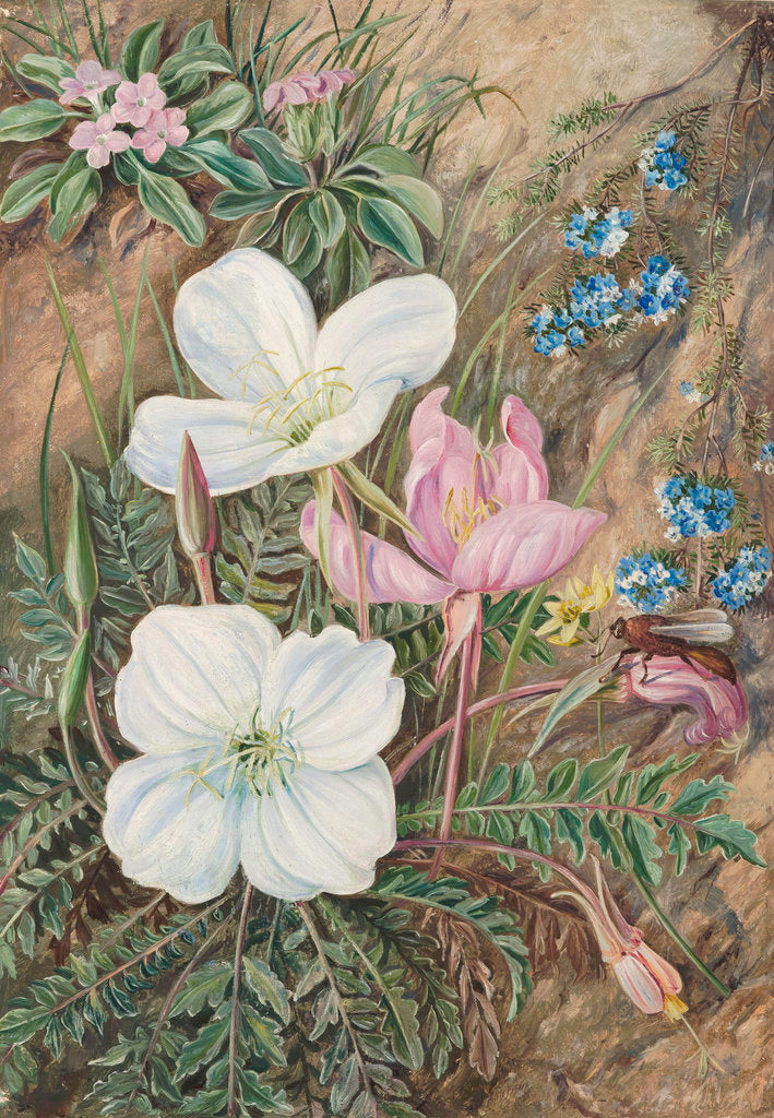 Detail of 9. Common Flowers of Chili. by Marianne North