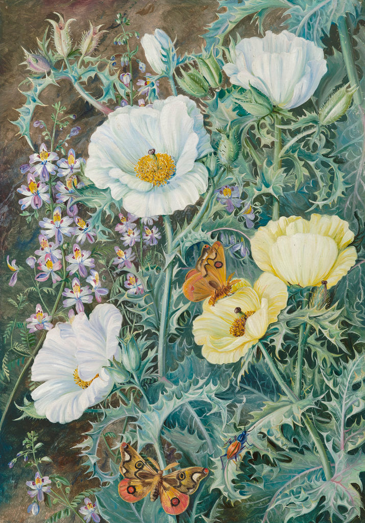 Detail of 11. Mexican Poppies, Chilian Schizanthus and Insects. by Marianne North