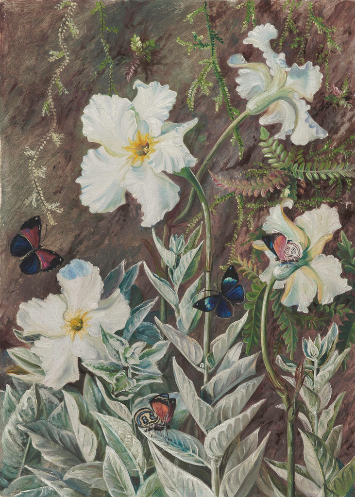 Detail of 67. Flannel Flower of Casa Branca and Butterflies, Brazil. by Marianne North