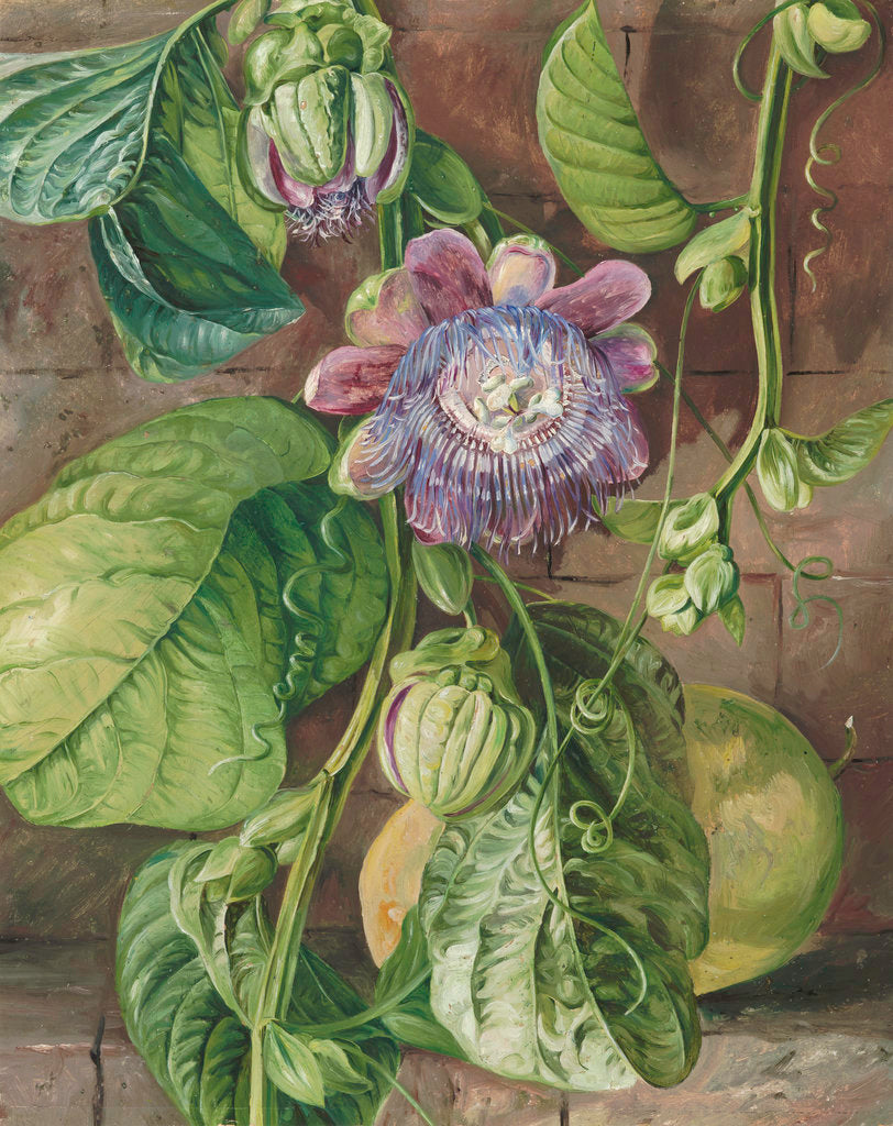Detail of 112. Foliage, flowers, and fruit of the Granadilla, Jamaica. by Marianne North