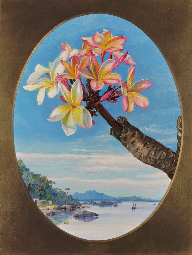Detail of 170. Flowers of Jasmine Mango or Frangipani, Brazil. by Marianne North