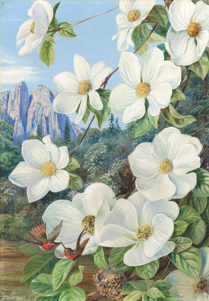 Detail of 190. Foliage and Flowers of the Californian Dogwood, and Humming Birds. by Marianne North
