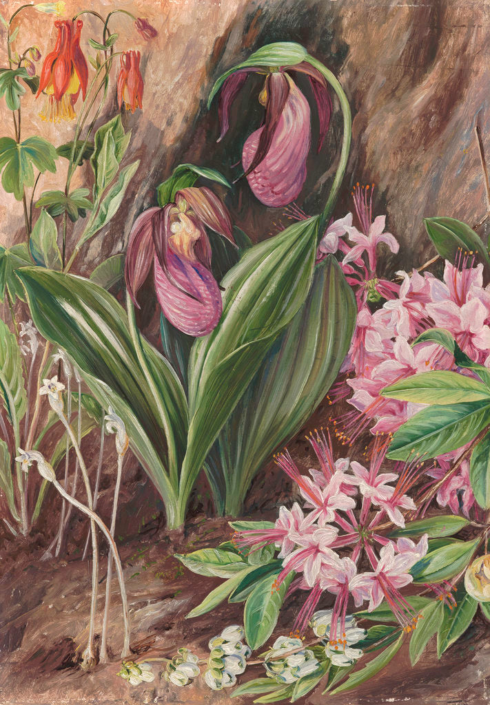 Detail of 194. Wild Flowers from the Neighbourhood of New York. by Marianne North