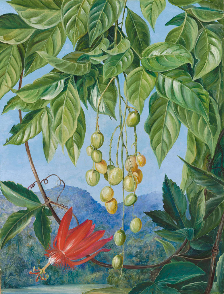 Detail of 223. Foliage and Fruit of the Wampee and American Passion Flower. by Marianne North