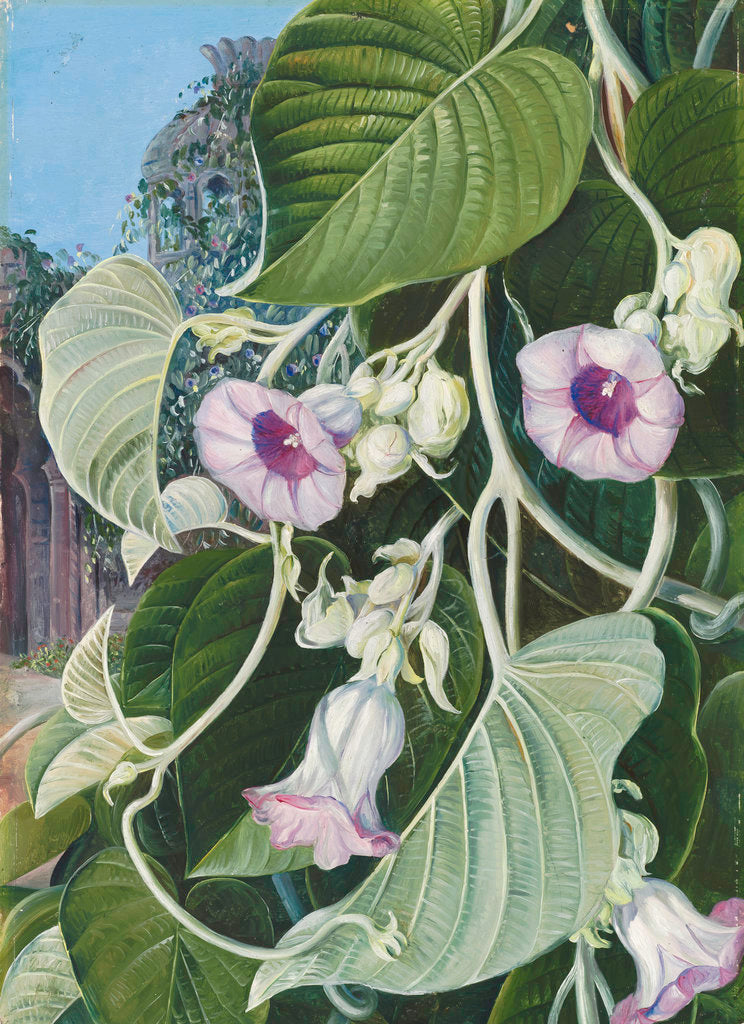 Detail of 245. The Elephant Creeper of India. by Marianne North