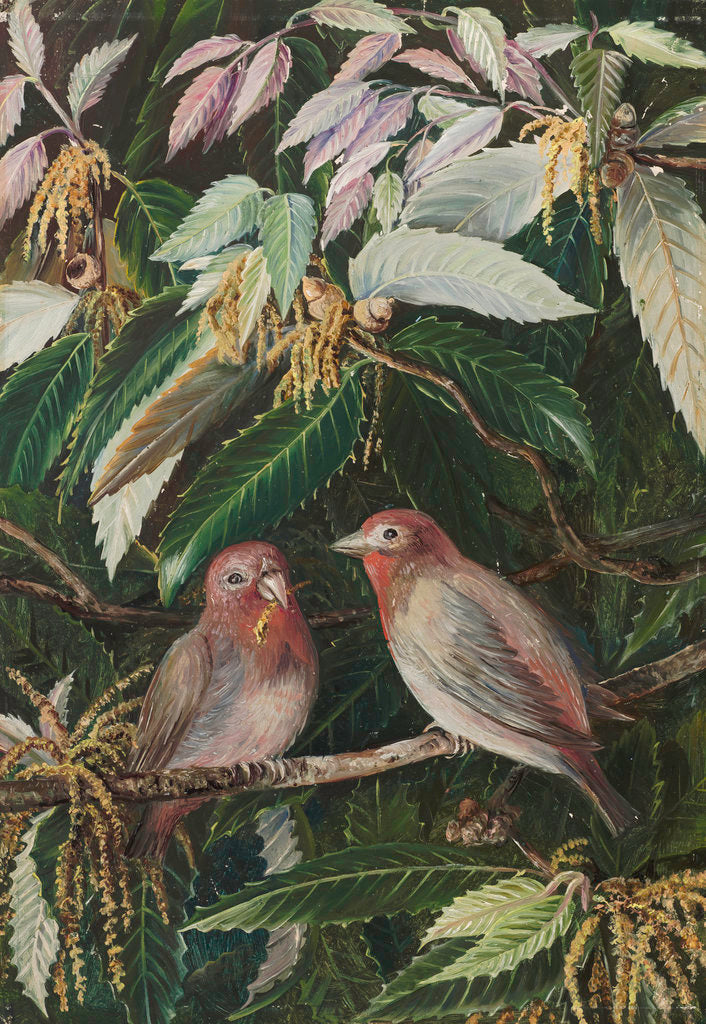 Detail of 282. A. Himalayan Oak and Birds, Nainee Tal, India. by Marianne North