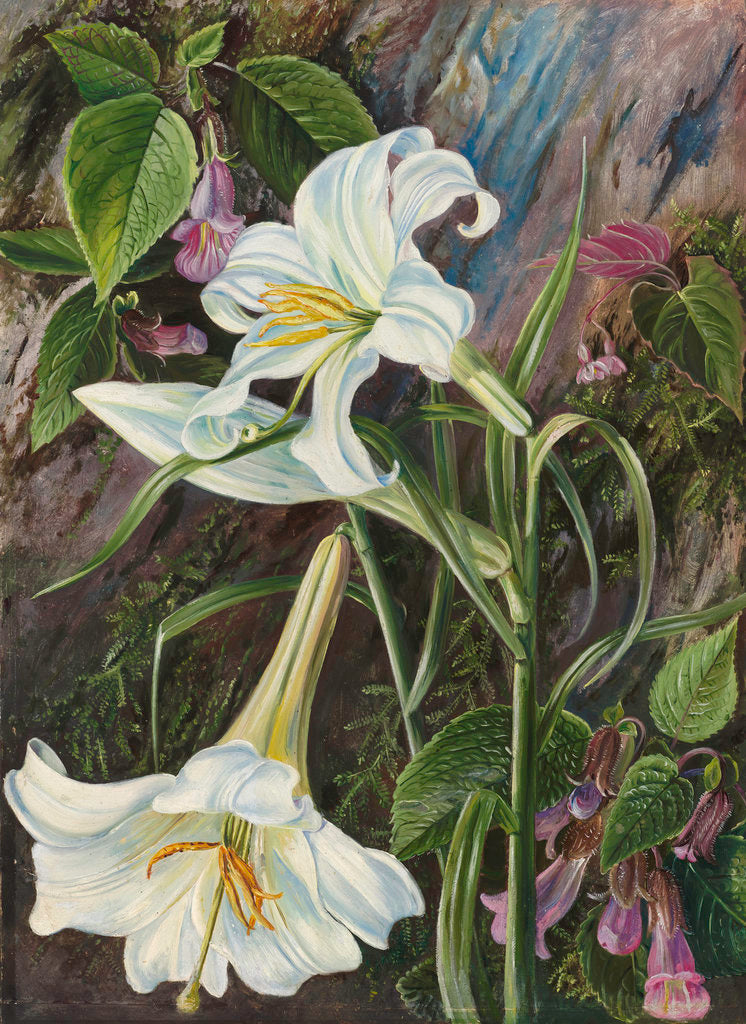 Detail of 285. The Great Lily of Nainee Tal, in North India. by Marianne North
