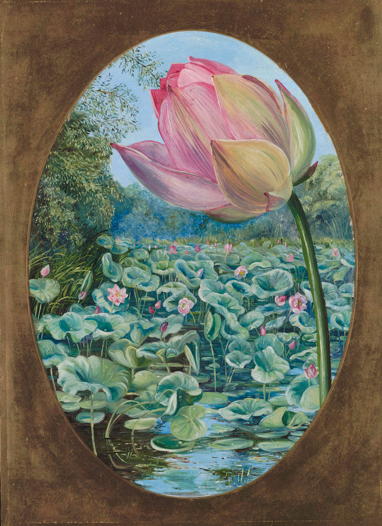 294. The Sacred Lotus or Pudma. by Marianne North