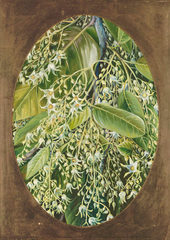 Detail of 296. Flowers of Sal. by Marianne North