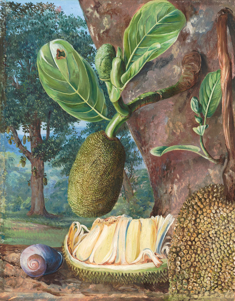 Detail of 333. Jak Fruit, Singapore. by Marianne North